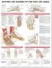 Audiobook Anatomy and Injuries of the Foot and Ankle author Anatomical Chart Company