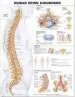 Audiobook Human Spine Disorders Anatomical Chart author Anatomical Chart Company