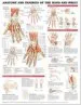 Audiobook Anatomy and Injuries of the Hand and Wrist Anatomical Chart author Anatomical Chart Company